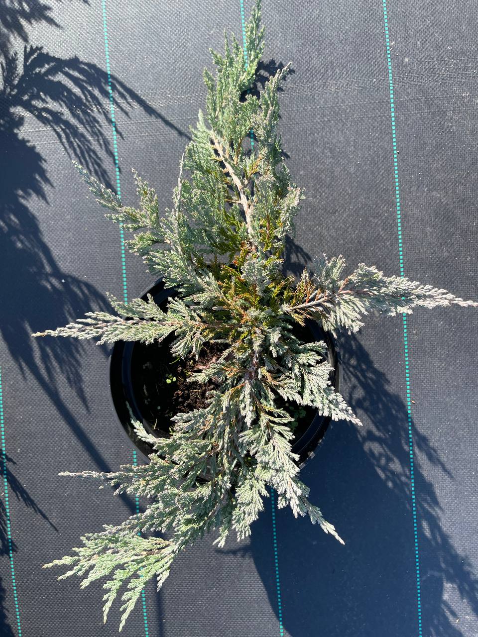 Блю Чип — идеален для рокариев и бордюров, морозостойкий и неприхотливый Горизонтальный можжевельник Блю Чип в рокарии — синий оттенок хвои