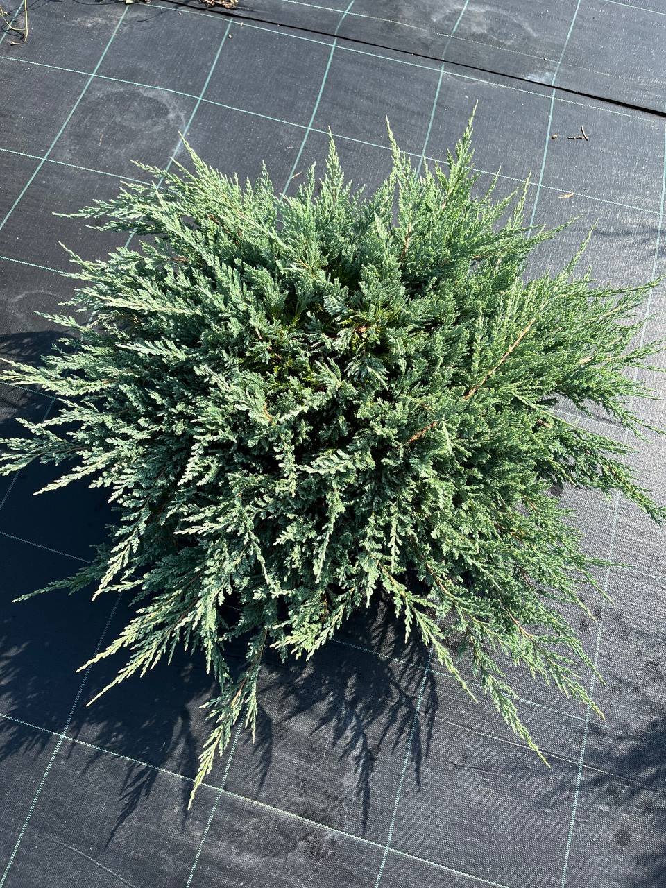 Blue Chip — почвопокровный можжевельник с голубой хвоей, описание и советы по посадке Можжевельник Blue Chip — почвопокровный с голубой хвоей, фото летом