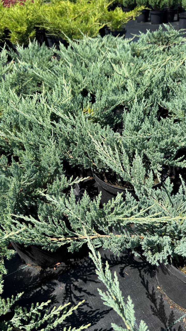 Карликовый можжевельник 'Blue Chip' — плотная подушка, подходит для альпинария Карликовый можжевельник 'Blue Chip' — плотный ковёр, низкий рост