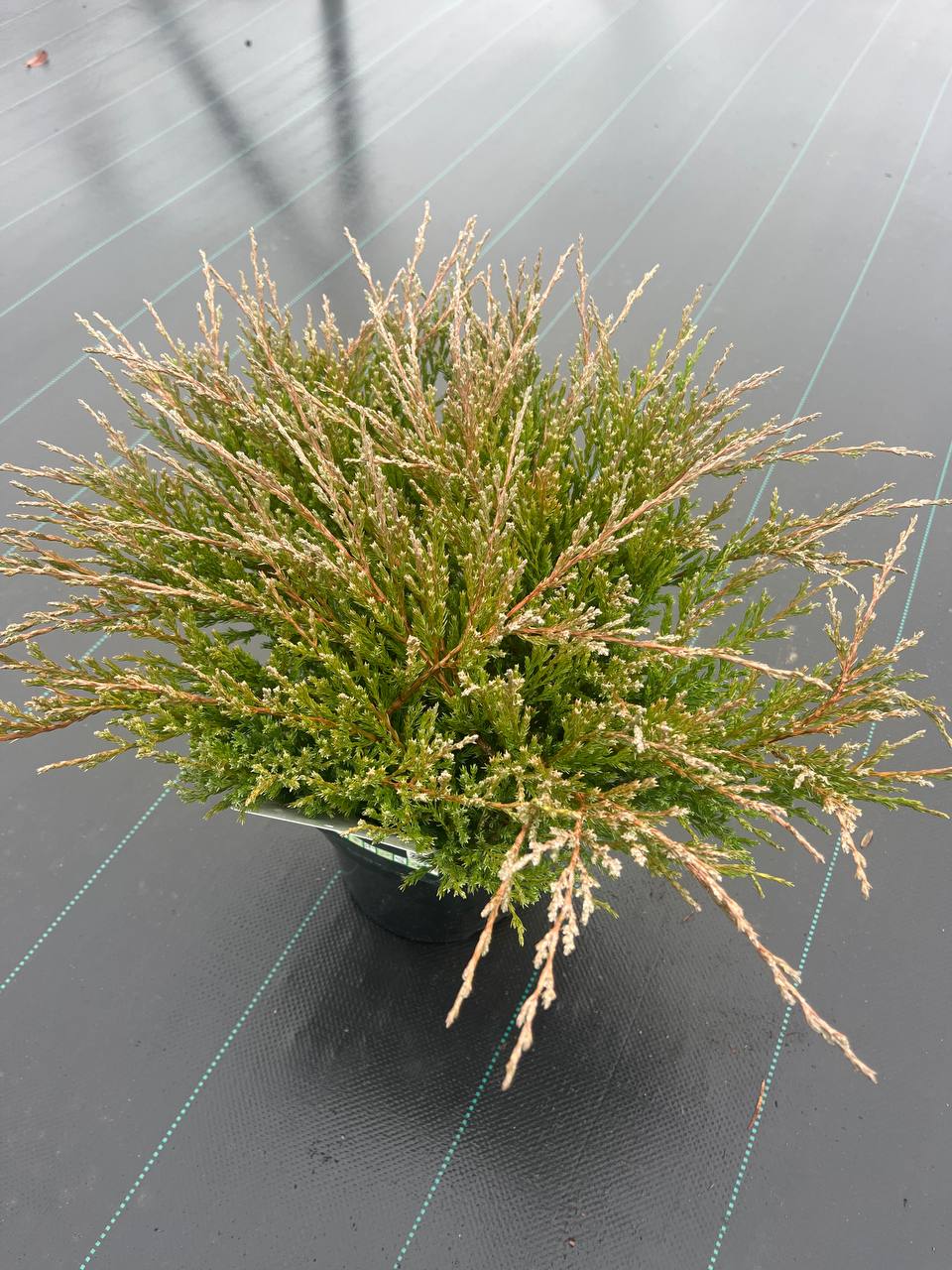 Andorra Compact — компактный горизонтальный можжевельник, идеален для почвопокрова Можжевельник Andorra Compact — плотная горизонтальная подушка с тёмно‑зеленой хвоей