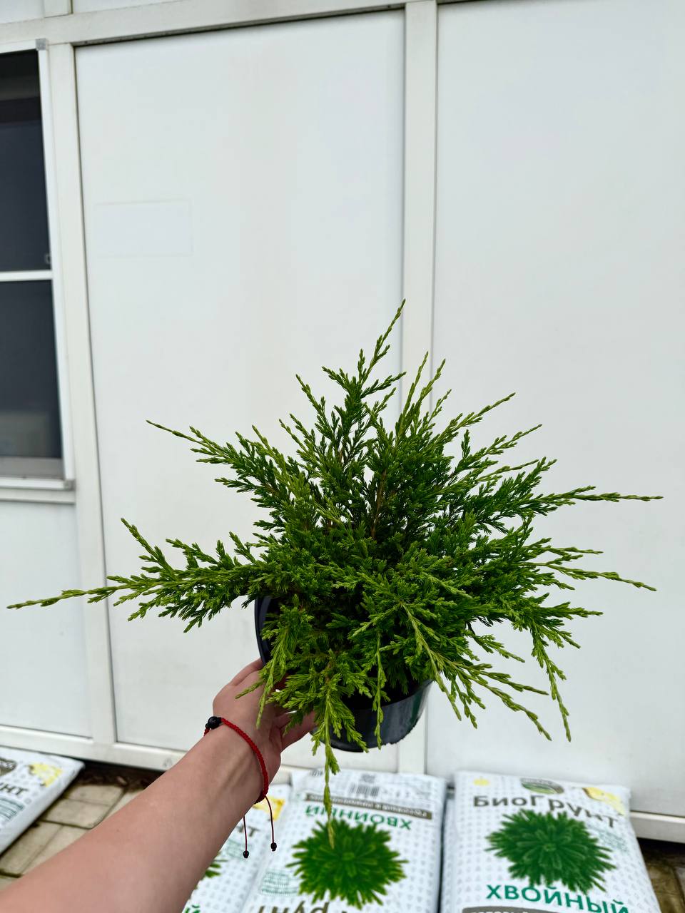 Можжевельник 'Andorra Compact' — медленный рост и минимум ухода Andorra Compact в альпинарии — низкий медленнорастущий куст, прекрасно закрывает почву