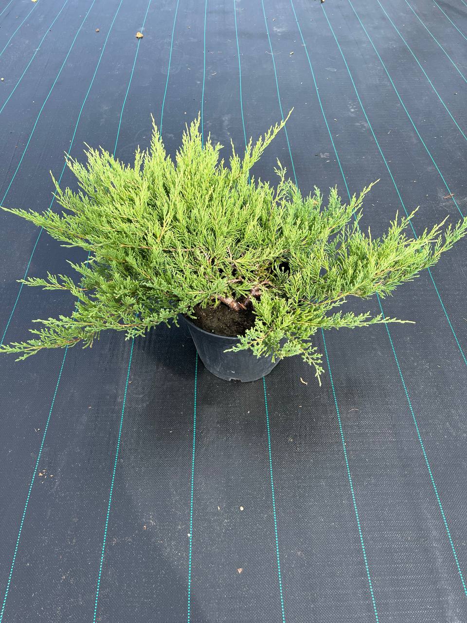 Андорра Компакт — плотный ковёр для бордюров и рокариев Горизонтальный можжевельник Андорра Компакт весной — густая насыщенная хвоя