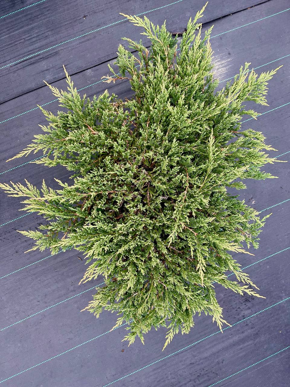 Принц Уэльский (Prince of Wales) — низкий горизонтальный можжевельник, плотная форма Можжевельник Принц Уэльский — низкий плотный ковёр с тёмно‑зелёной хвоей