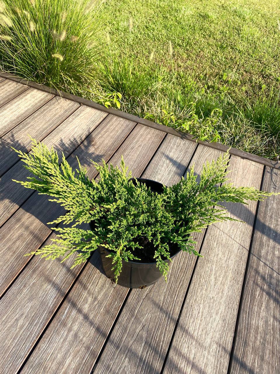 Принц Уэльский — плотная текстура хвои, декоративный и неприхотливый Можжевельник Принц Уэльский крупным планом — текстура и плотная хвоя