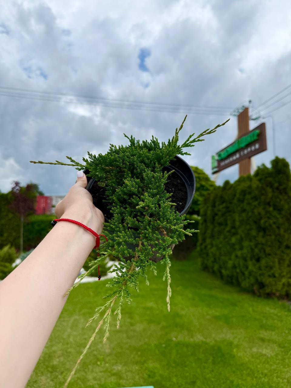 Принц Уэльский зимой — морозостойкий горизонтальный можжевельник для декоративных посадок Горизонтальный можжевельник Принц Уэльский зимой — сохраняет форму и цвет