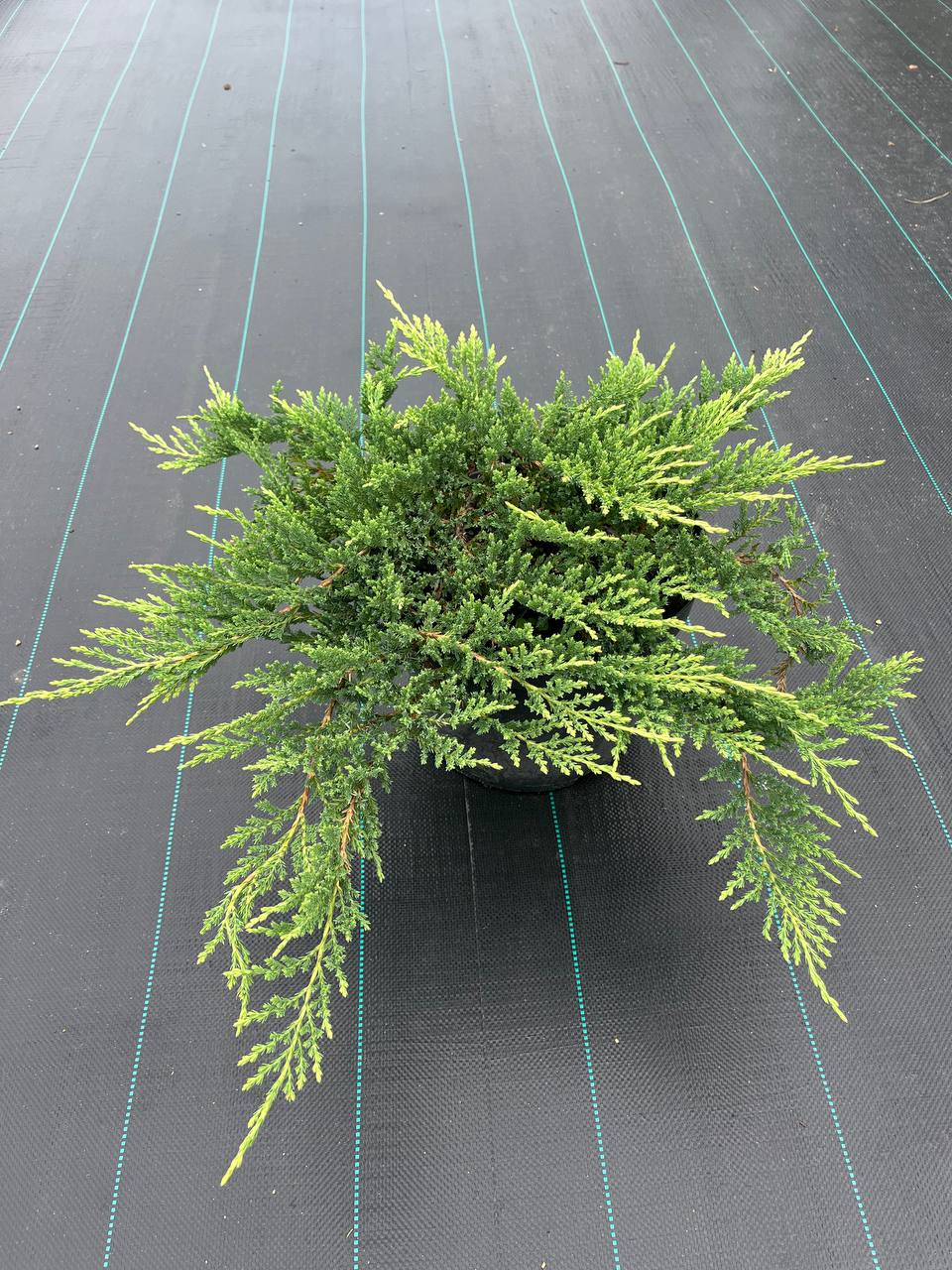 Можжевельник 'Prince of Wales' — идеален для миксбордеров и каменистых садов Карликовый можжевельник 'Принц Уэльский' в композиции с камнями и многолетниками