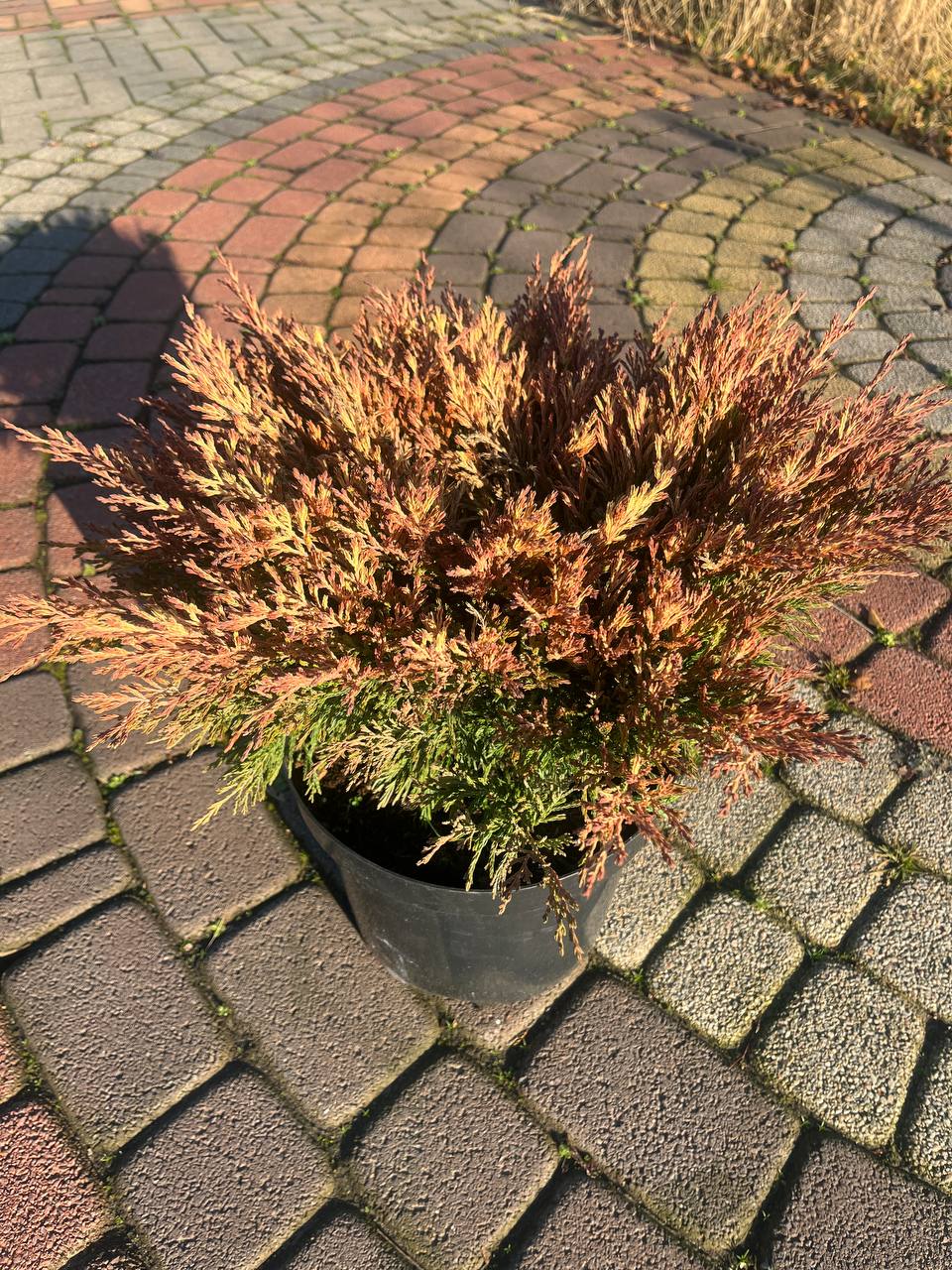 Lime Glow — вариегатный горизонтальный можжевельник с лимонно‑зелёной хвоей, эффектный акцент в саду Можжевельник Lime Glow — яркая лимонно‑зелёная вариегатная хвоя