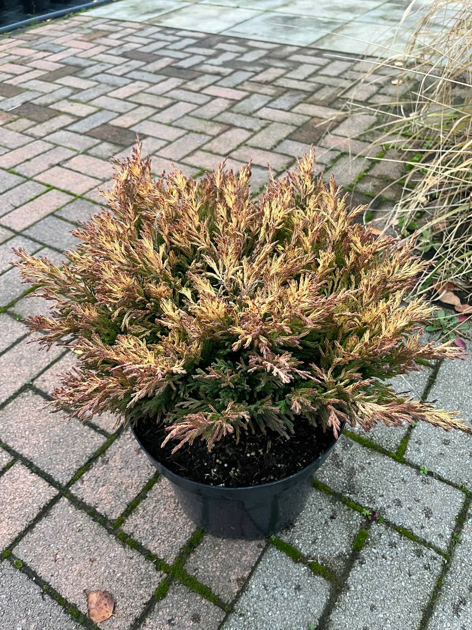 Можжевельник 'Лайм Глоу' летом — светлая вариегатная хвоя, декоративный и неприхотливый Можжевельник Лайм Глоу летом — яркая вариега и плотная форма