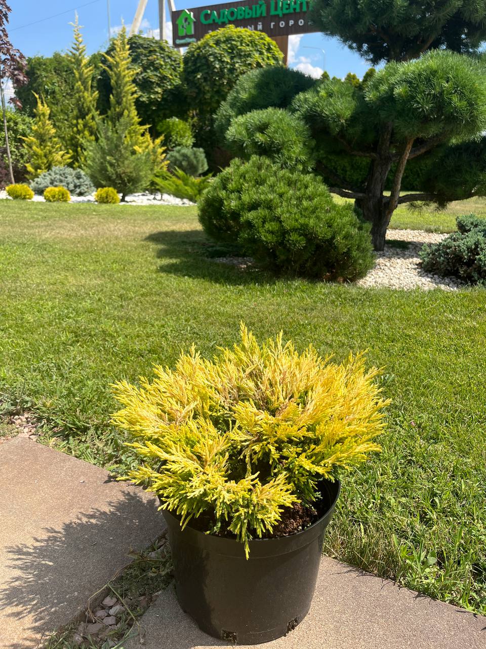 Lime Glow' — идеален для рокариев и миксбордеров, добавляет свежий лимонный тон Горизонтальный можжевельник 'Lime Glow' в рокарии — свежий лимонный оттенок