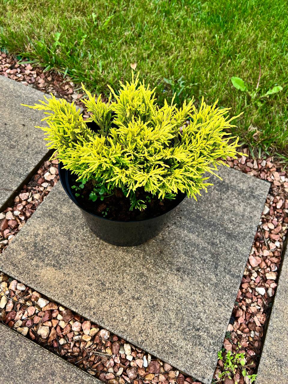 Lime Glow — низкий почвопокровный можжевельник с лимонной окраской для бордюров и клумб Низкий почвопокровный можжевельник Lime Glow — лимонная окраска в композиции