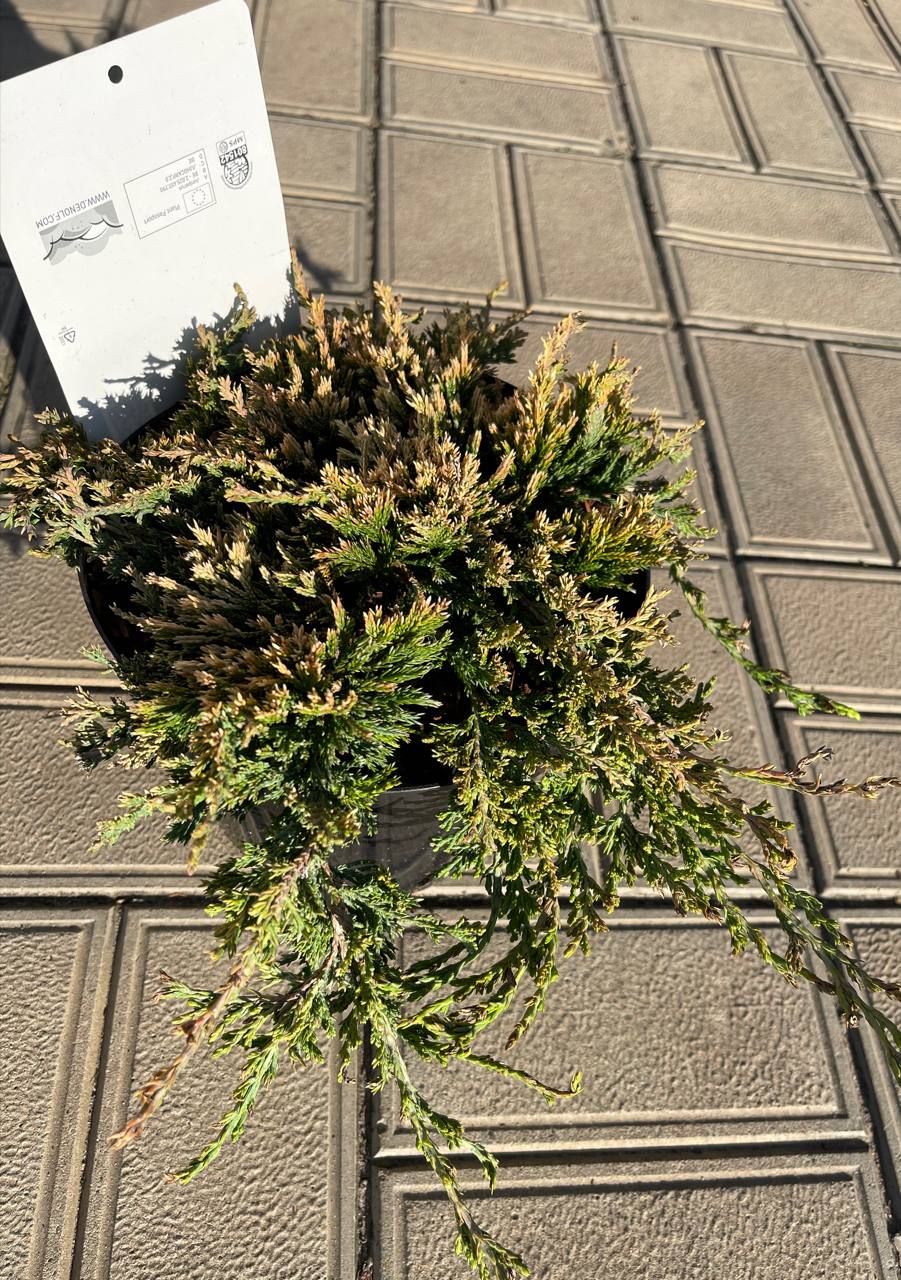 Golden Carpet летом — декоративная золотистая хвоя, неприхотливый почвопокровник Карликовый можжевельник Golden Carpet — яркий золотистый ковёр летом