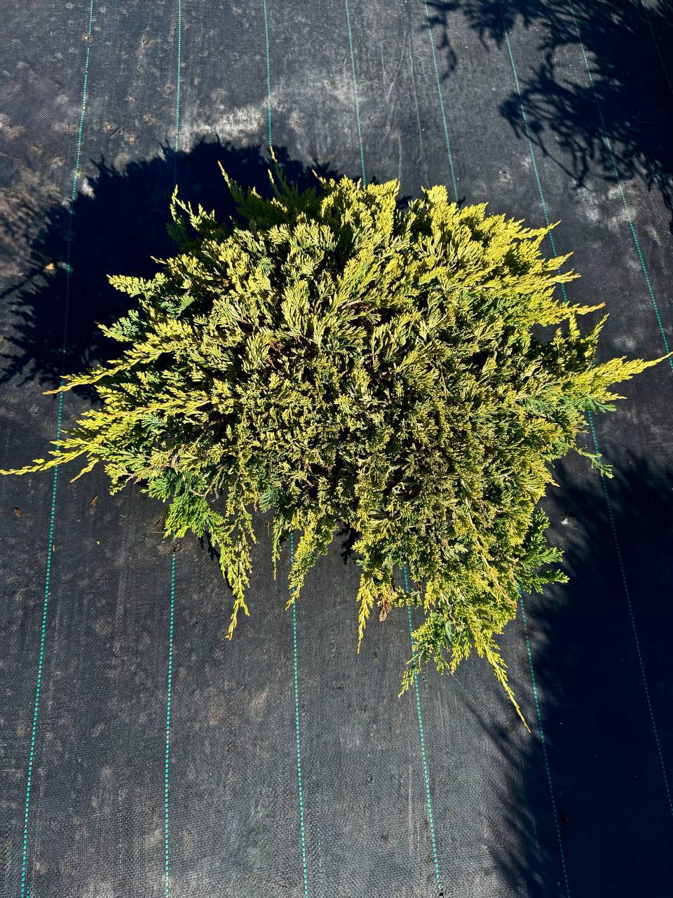 Голден Карпет осенью — сохраняет декоративность и даёт тёплые оттенки Можжевельник Голден Карпет осенью — насыщенный золотисто‑бронзовый цвет