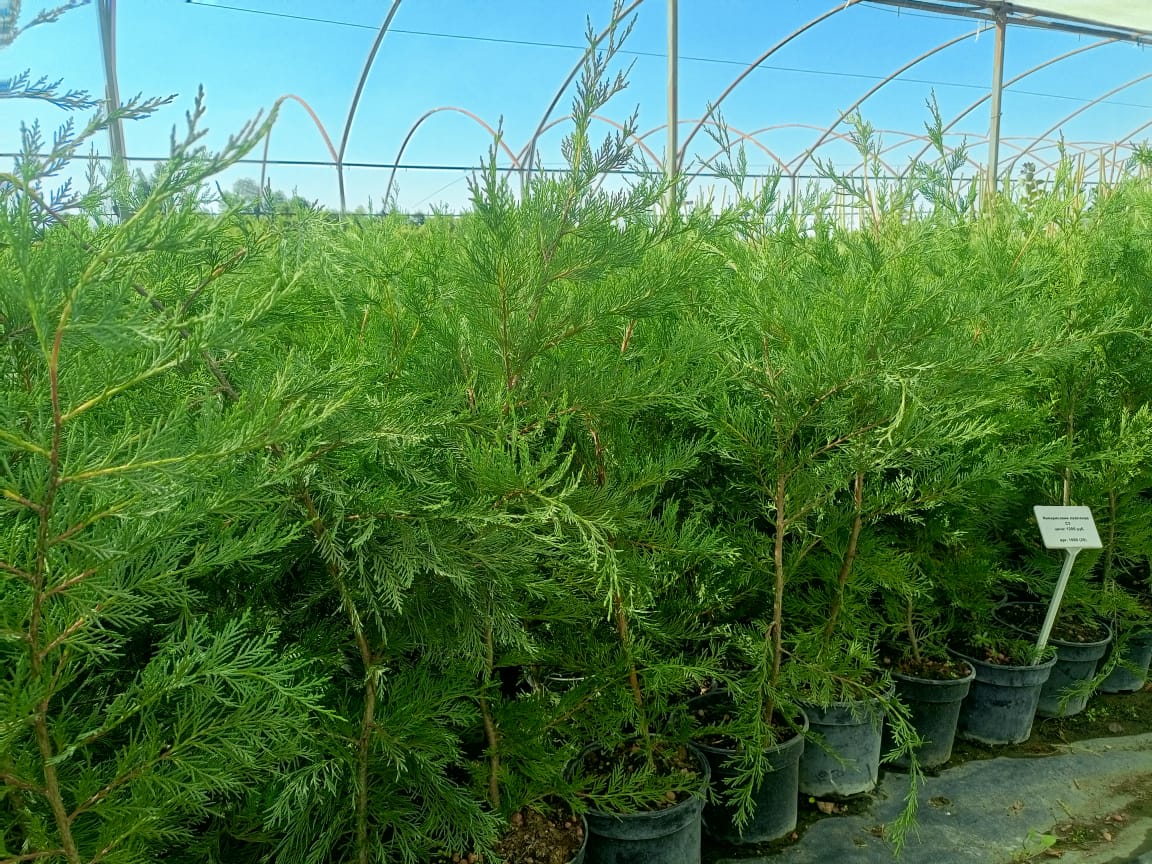 Густая живая изгородь из Купрессоципарис Лейланда — саженцы 1–2 м Густая зелёная живая изгородь Купрессоципарис Лейланда, саженцы 1–2 м для быстрой приватности