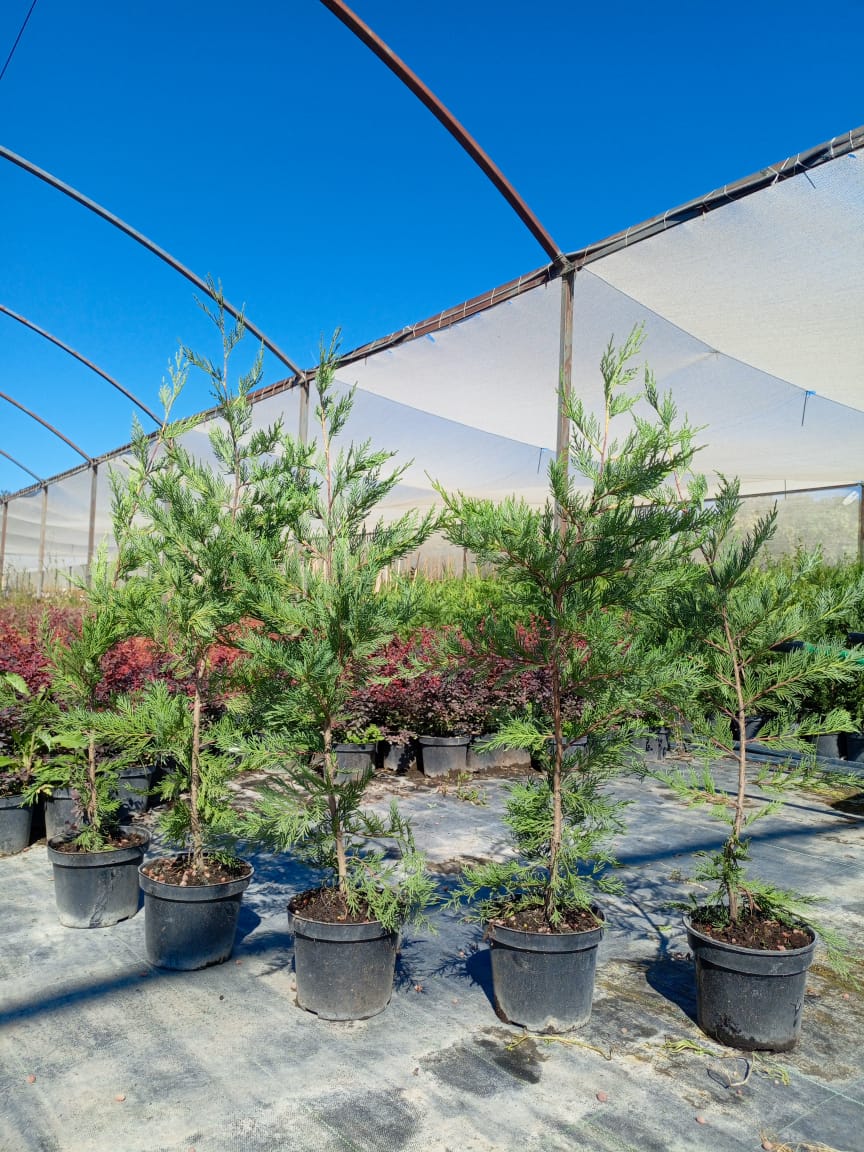 Идеальная формированная изгородь из Купрессоципарис Лейланда — ровная стена зелени Ровная подстриженная живая стена Купрессоципарис Лейланда, демонстрация плотной формы после стрижки