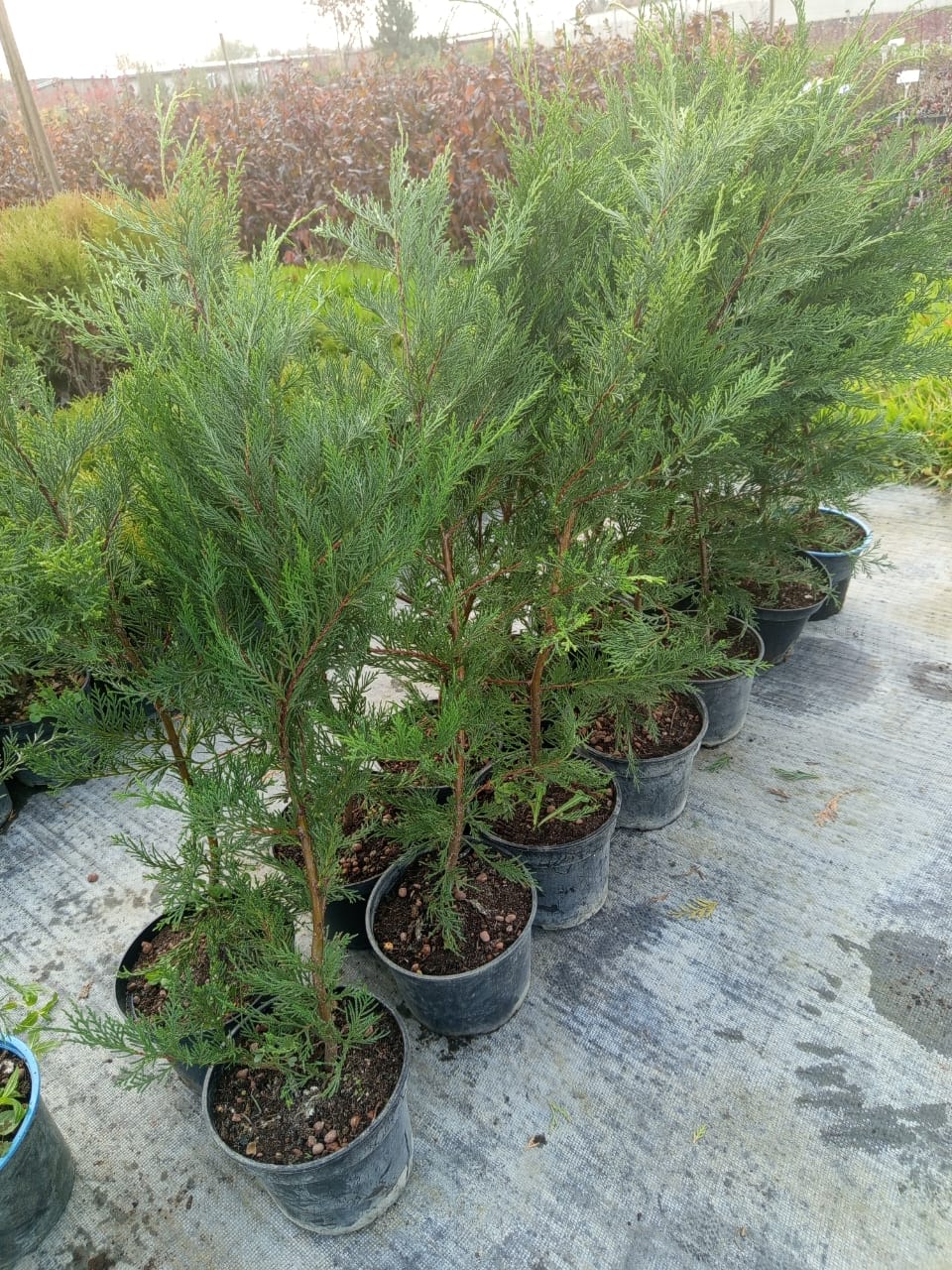 Контейнерные саженцы Купрессоципарис Лейланда — лёгкая посадка и приживаемость Саженец Купрессоципарис Лейланда в контейнере с ровным корневым комом, готов к посадке