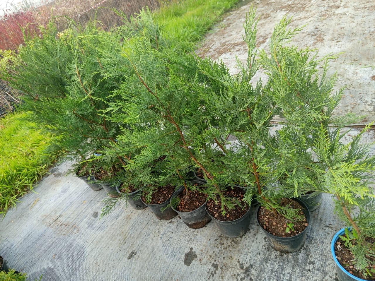 Плотная хвоя Купрессоципарис Лейланда — здоровые побеги для изгороди Крупный план тёмно‑зелёной хвои Купрессоципарис Лейланда, демонстрация качества и густоты