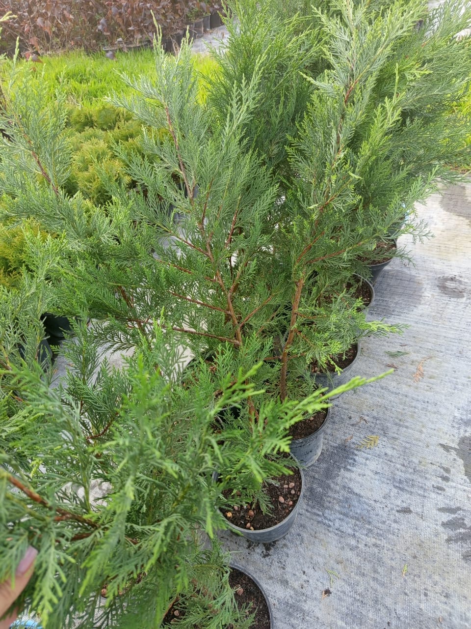 Саженцы Купрессоципарис Лейланда от питомника — качество и доставка Ряд здоровых саженцев Купрессоципарис Лейланда в питомнике, готовых к продаже и доставке