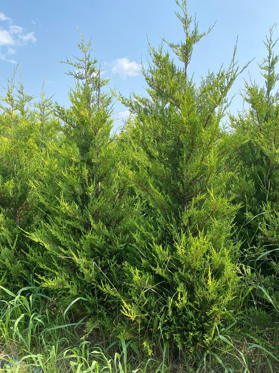 Купрессоципарис Лейланда для живой изгороди, взрослое растение — купить в питомнике