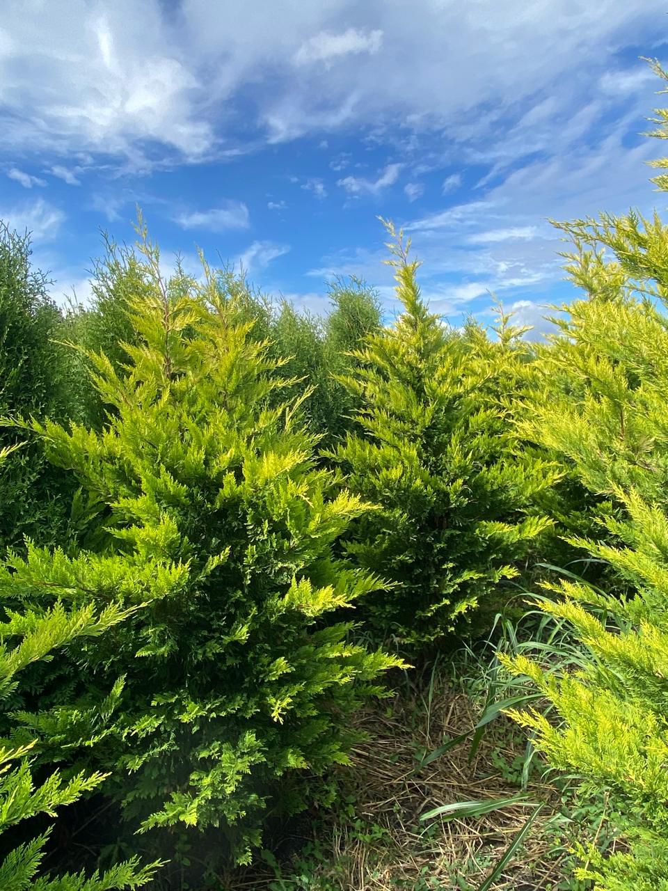 Саженцы Купрессоципарис Лейланда Голд Райдер в питомнике, готовые к посадке