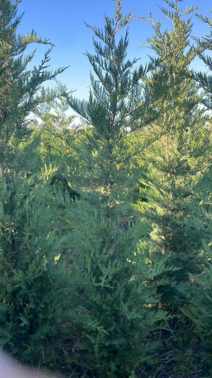 Саженцы купрессоципариса Лейланда в питомнике, готовые к посадке, купить