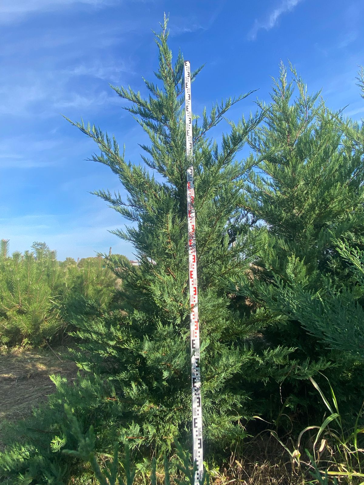 Саженцы Купрессоципарис Лейланда Кастлевеллан в питомнике, готовые к посадке