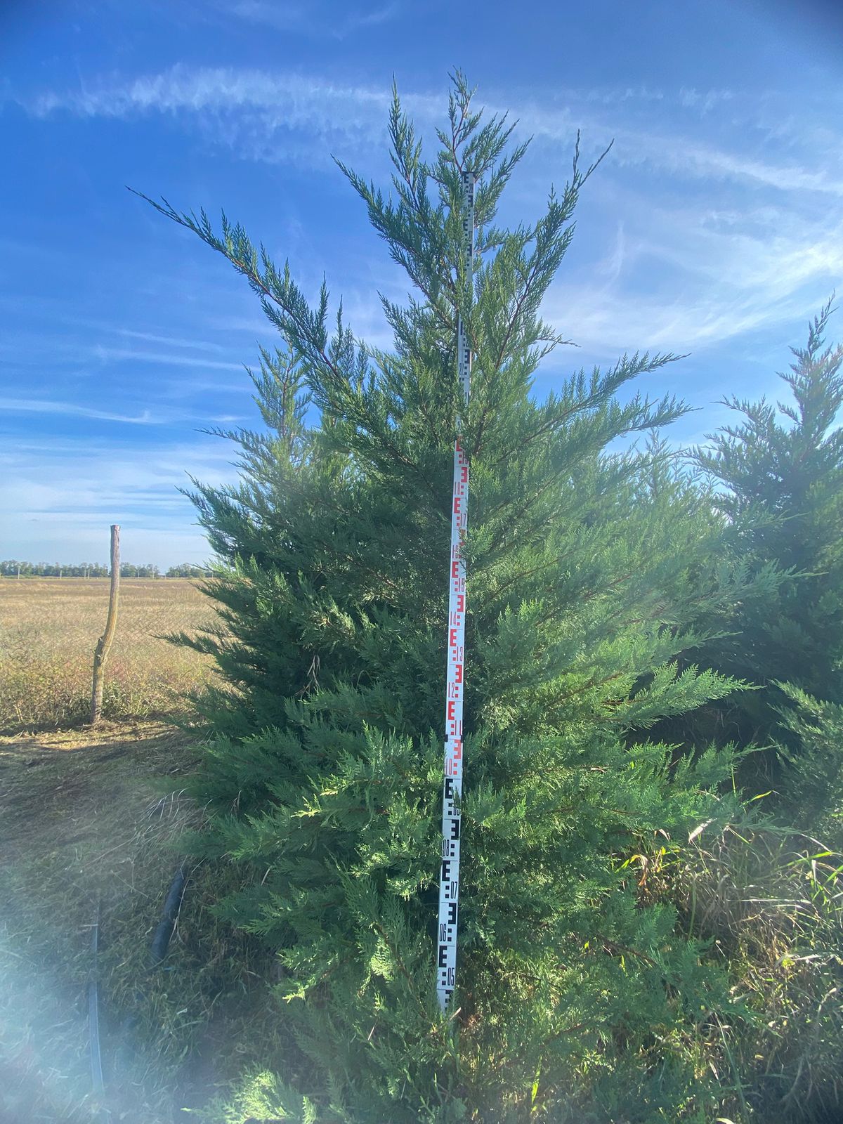 Купрессоципарис Лейланда Кастлевеллан, взрослое растение с золотистой хвоей