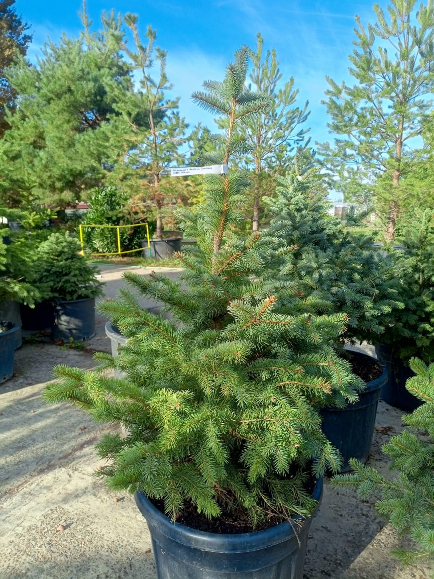 Голубая ель 1,5 м в горшке, сортовая еля для сада