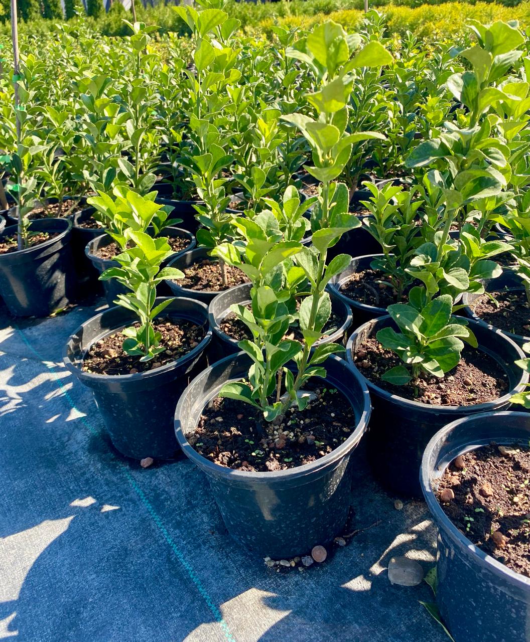 Бересклет: фото кустарника с пёстрой листвой (жёлтые и белые сорта)