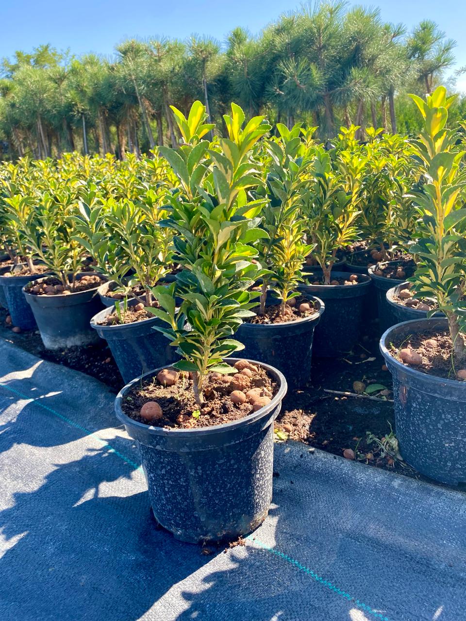 Виды бересклета — вечнозелёные и пёстрые сорта, фото и описание