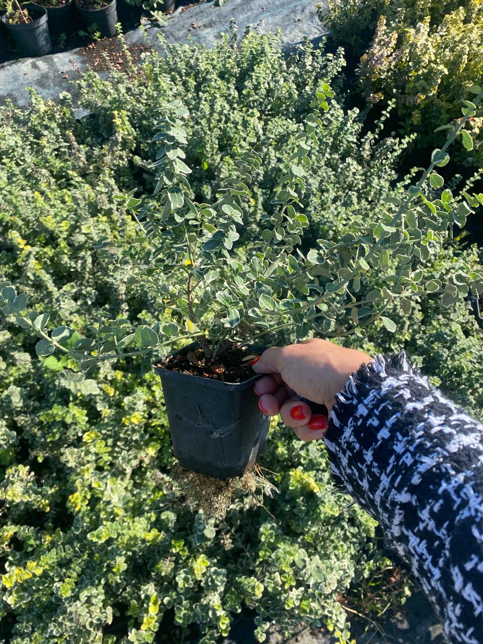 Пёстрый бересклет в миксбордере — фото и примеры использования в ландшафте