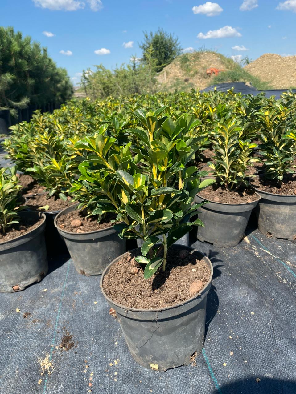 Вечнозелёный бересклет в бордюре — фото использования в ландшафте