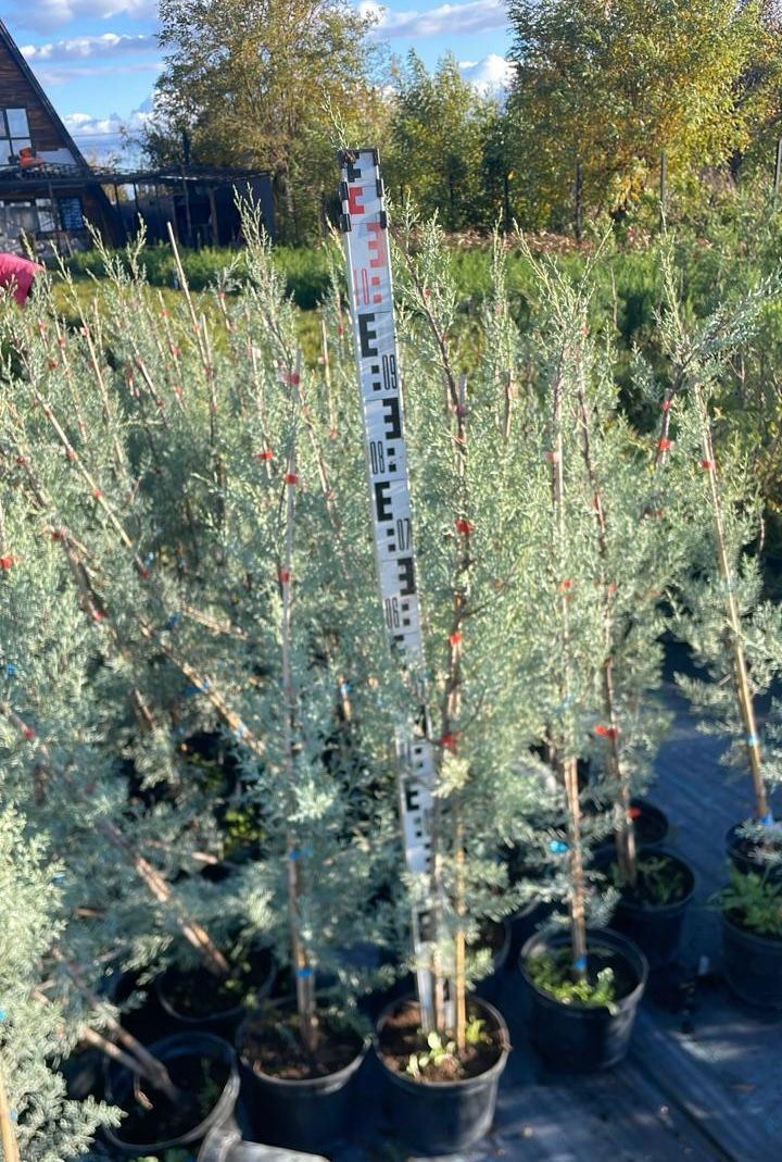 Кипарис аризонский молодое дерево 1 м — фото Кипарис аризонский молодой саженец высотой 1 метр, голубоватая хвоя