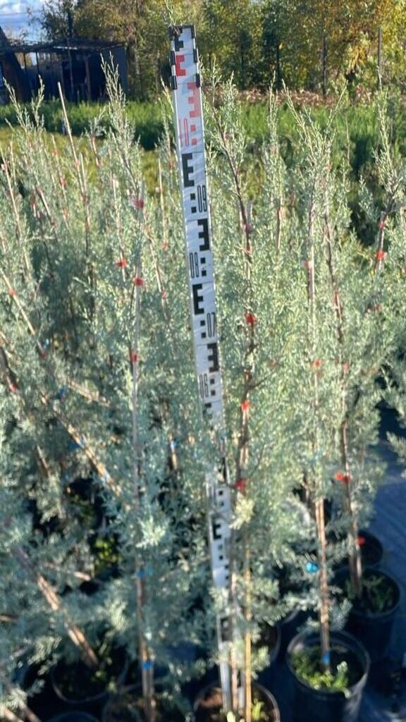Кипарис аризонский молодой саженец высотой 1 метр, голубоватая хвоя