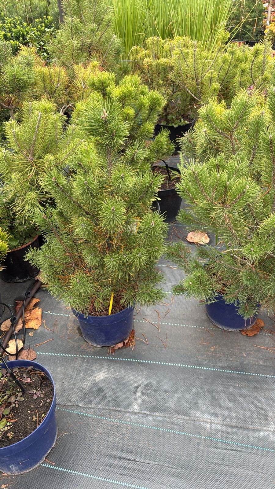 Сосна горная «Mugus» (Pinus mugo) — компактный декоративный куст